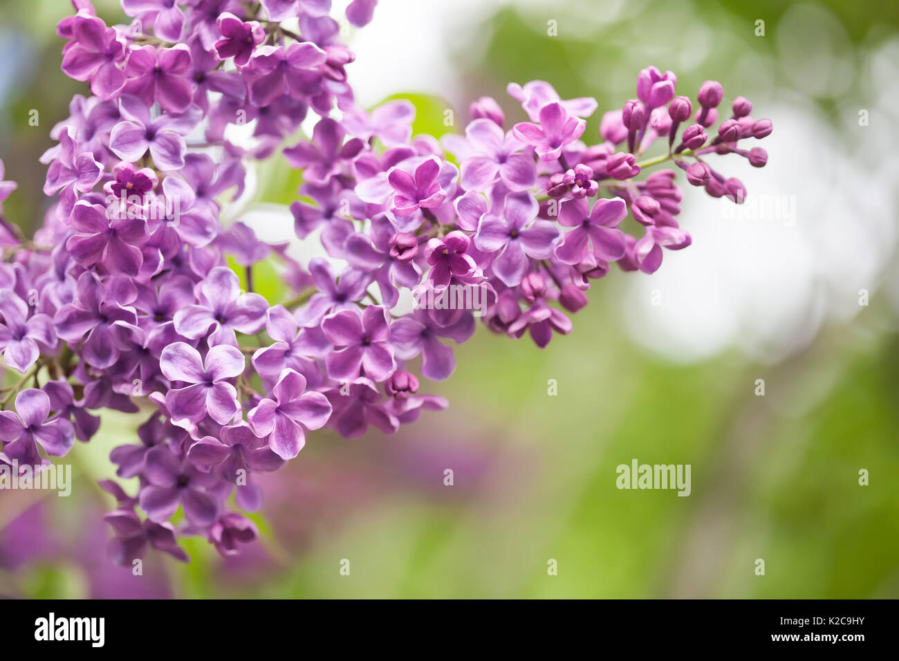 Violett lila Blüten. Weichen, grünen Hintergrund. der Frühling in den Garten Stockfoto