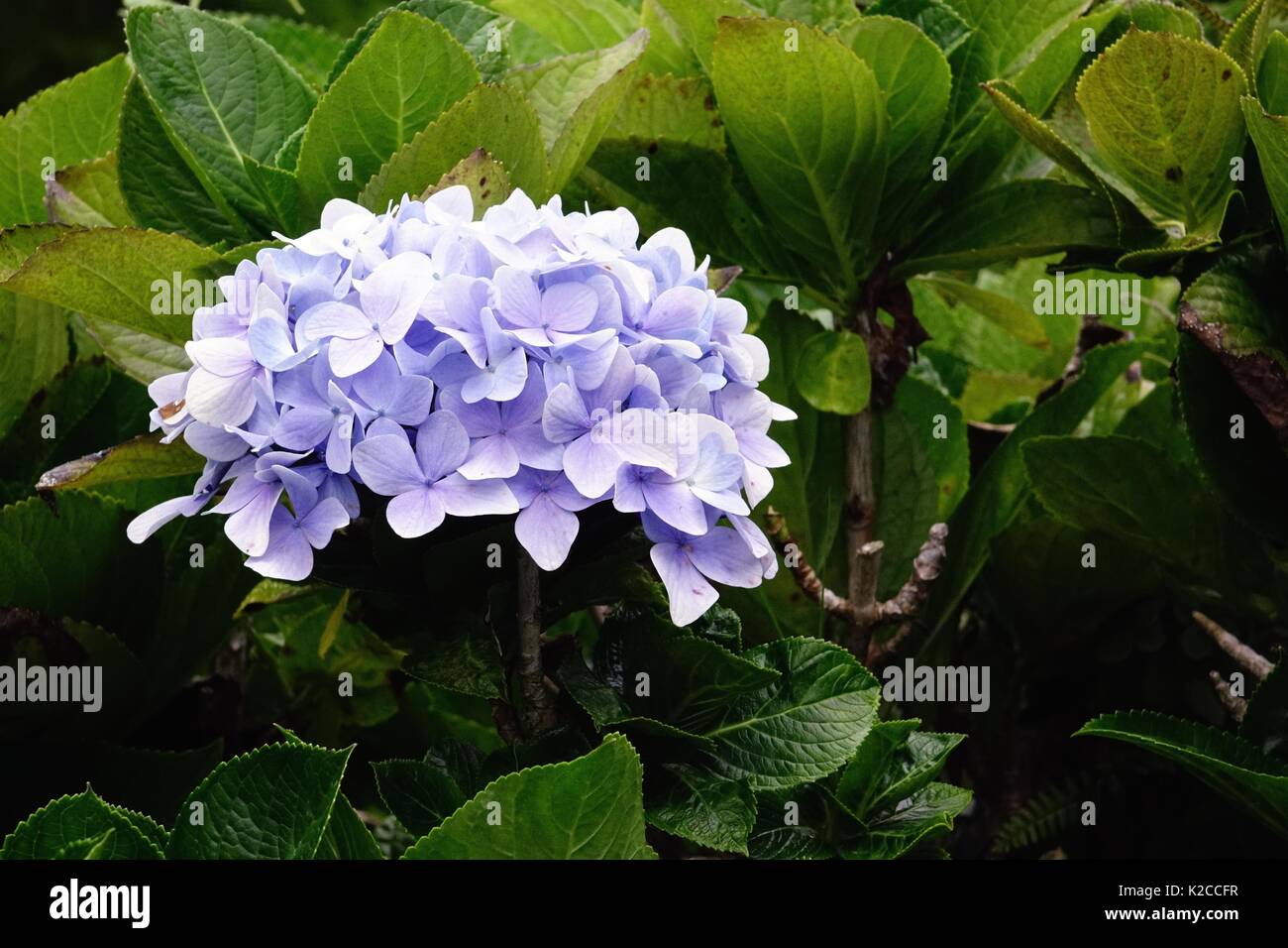 Hortensie, Popo Hau, Hydrangea macrophylla, Kula Botanical Garden, Kula, Maui, Hawaii Stockfoto