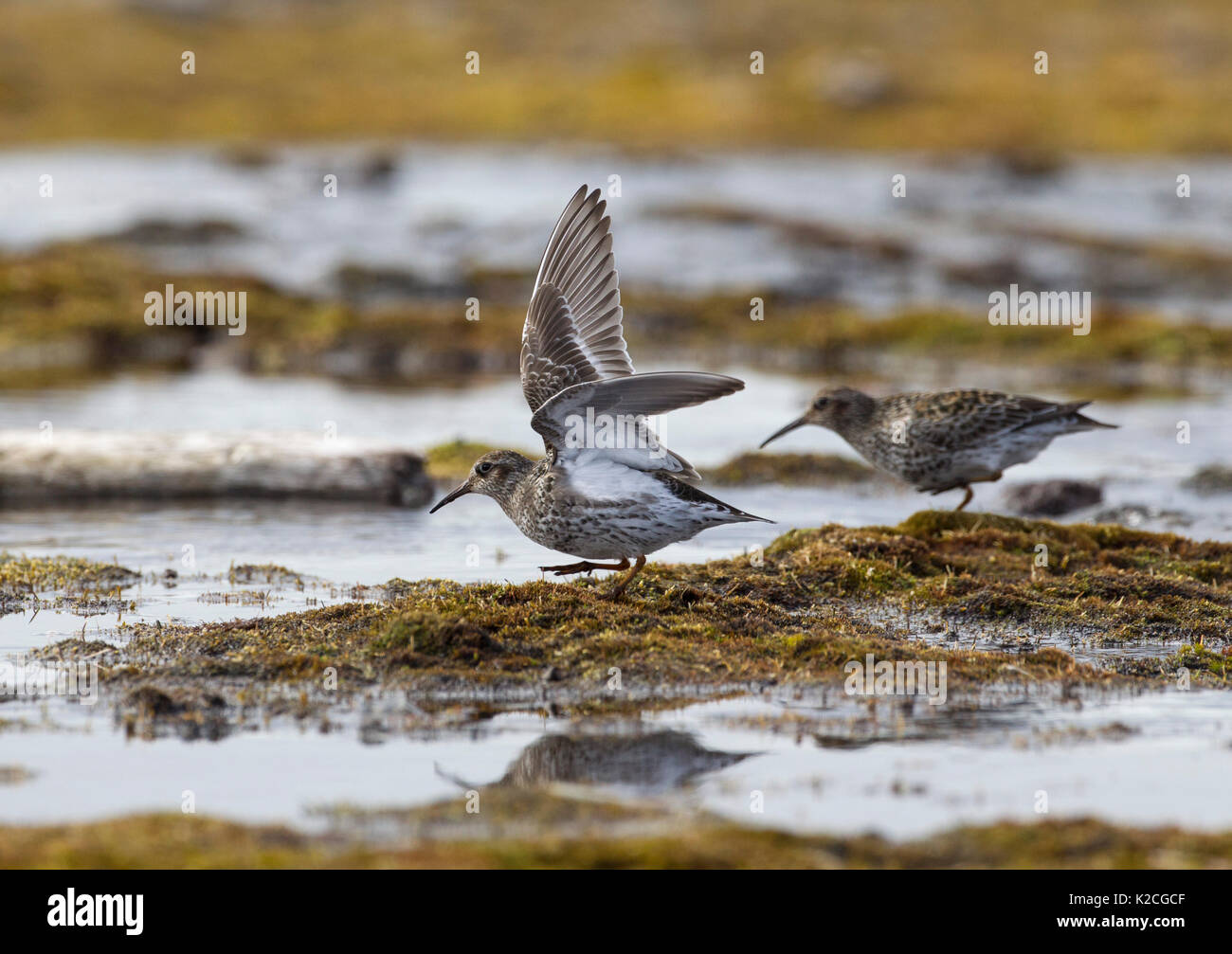 Lila Strandläufer, Calidris maritima, zuchtpaar der Erwachsenen darstellen. Im Juni, Spitzbergen, Svalbard, Norwegen genommen Stockfoto