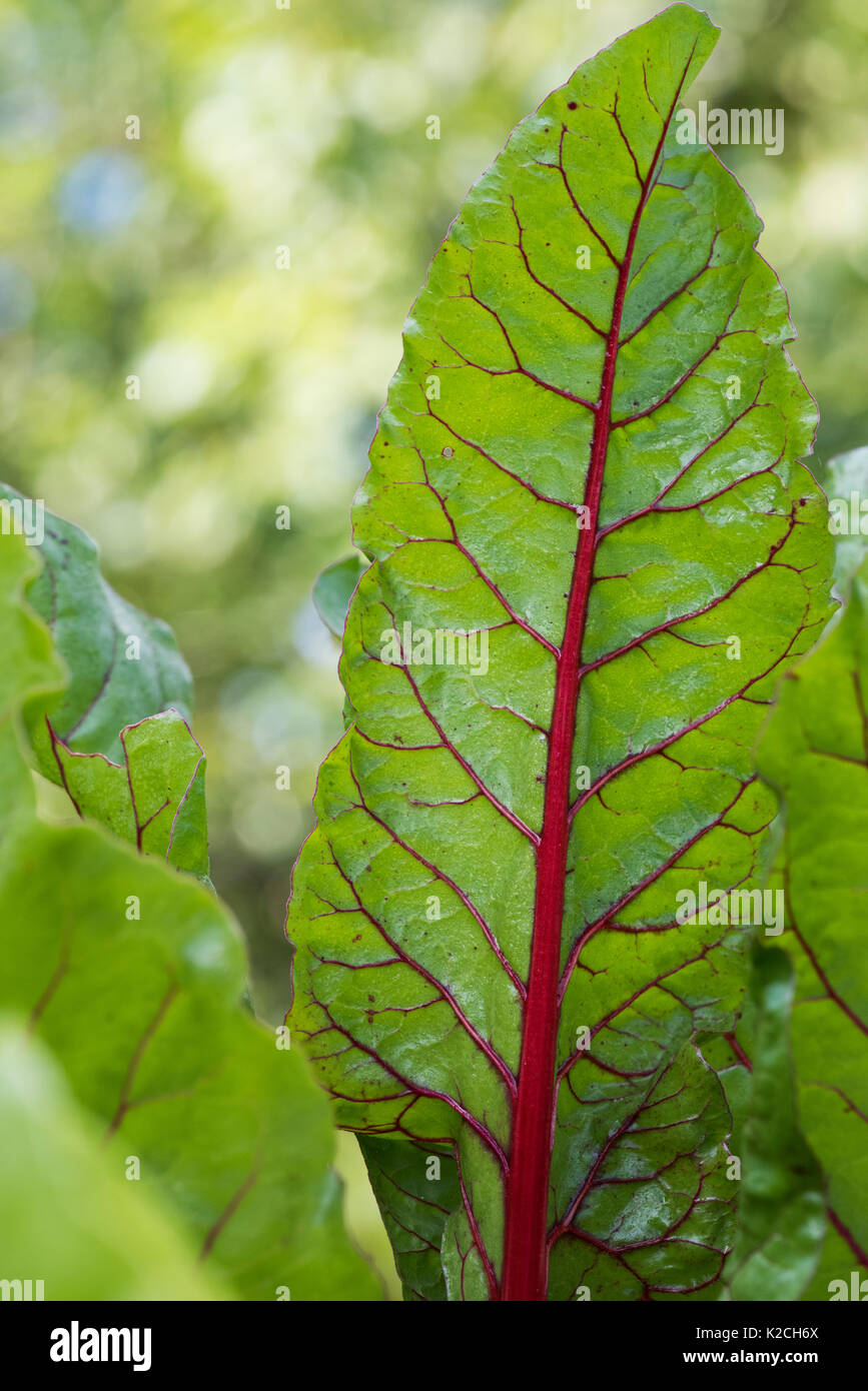 Beta vulgaris. Junge Mangold 'Bright Lights' in einem Gemüsebeet Stockfoto