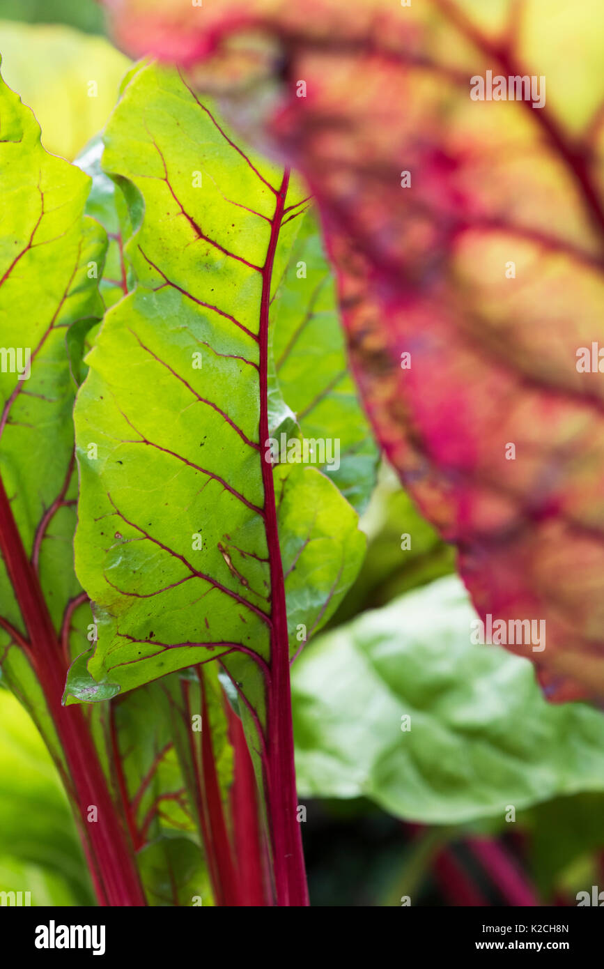 Beta vulgaris. Junge Mangold 'Bright Lights' in einem Gemüsebeet Stockfoto