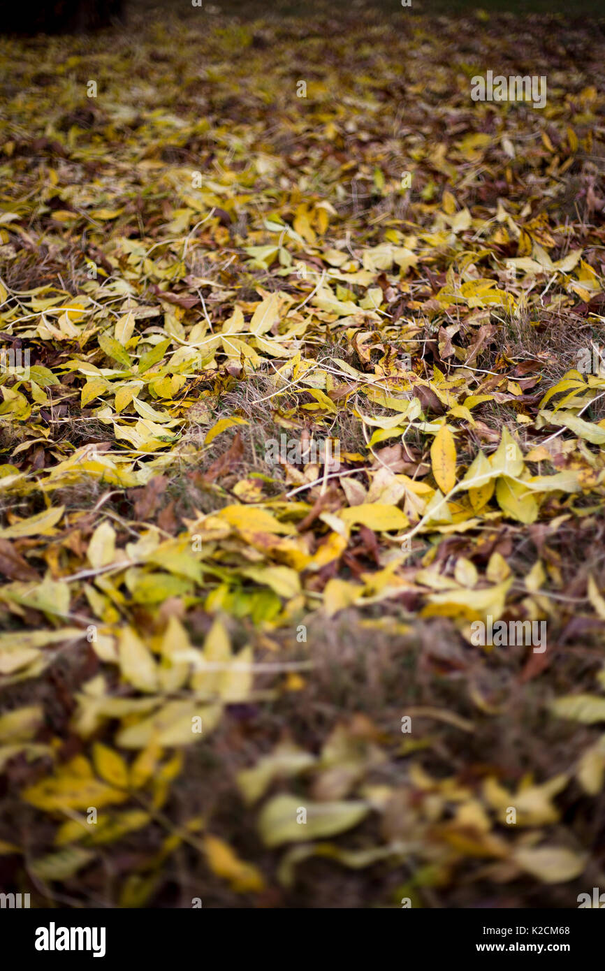 Abgefallene Blätter auf einem Herbstmorgen, Blätter so gestochen scharf Sie ein Geräusch machen, wenn man zu Fuß durch Sie Stockfoto