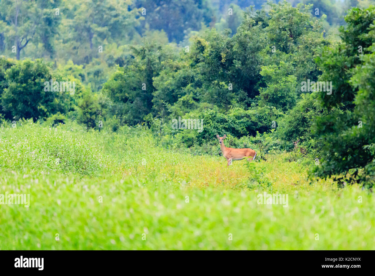 Eine White-tailed doe aus dem Wald in ein offenes Feld in Bald Knob National Wildlife Refuge. Stockfoto