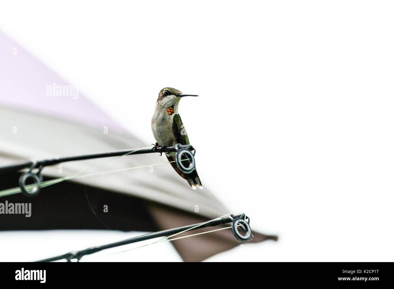 Eine unreife männliche Ruby-throated hummingbird, Archilochus colubris, auf einer Angelrute nach vorne thront auf der rechten Seite. Stockfoto