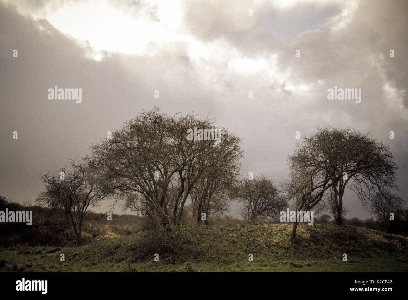 Ein Sturm mit Bäumen. In der Landschaft von England. Stockfoto