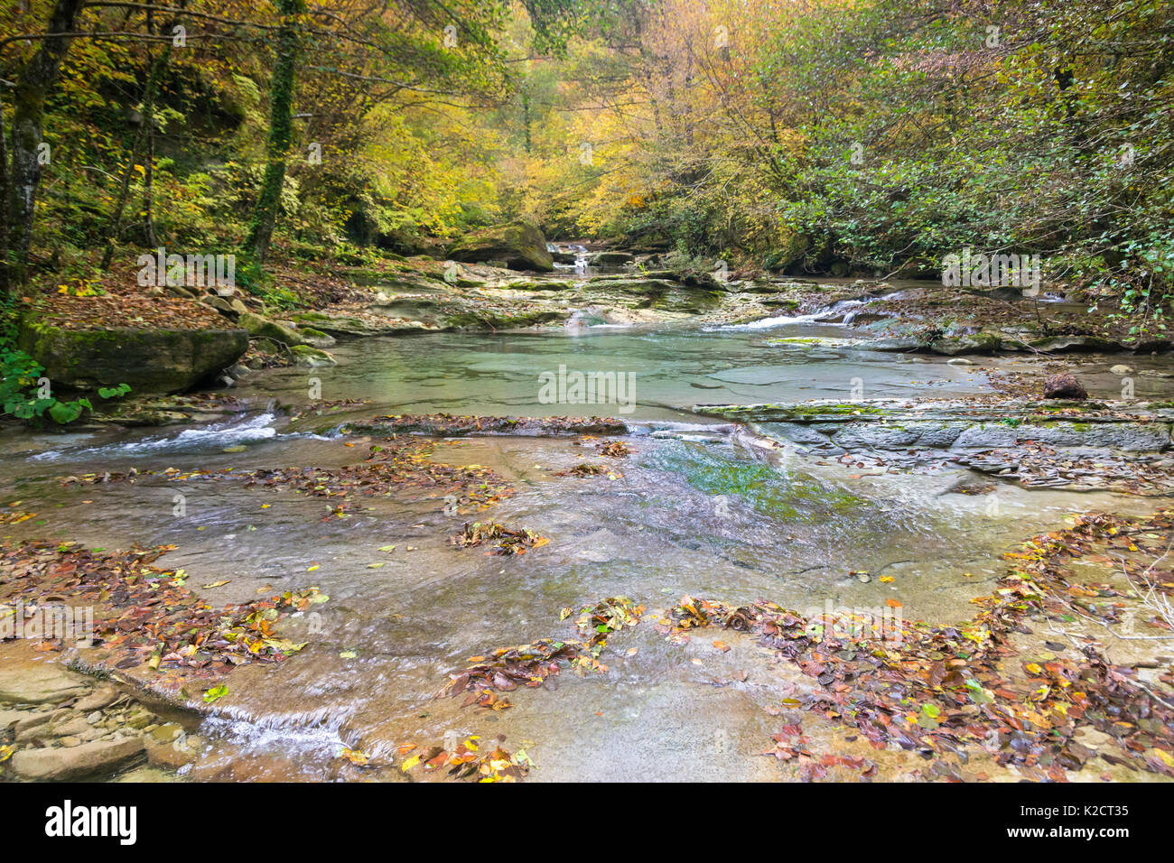 Ein Fluss fließt friedlich unter gelben Bäume im Wald im Herbst Stockfoto