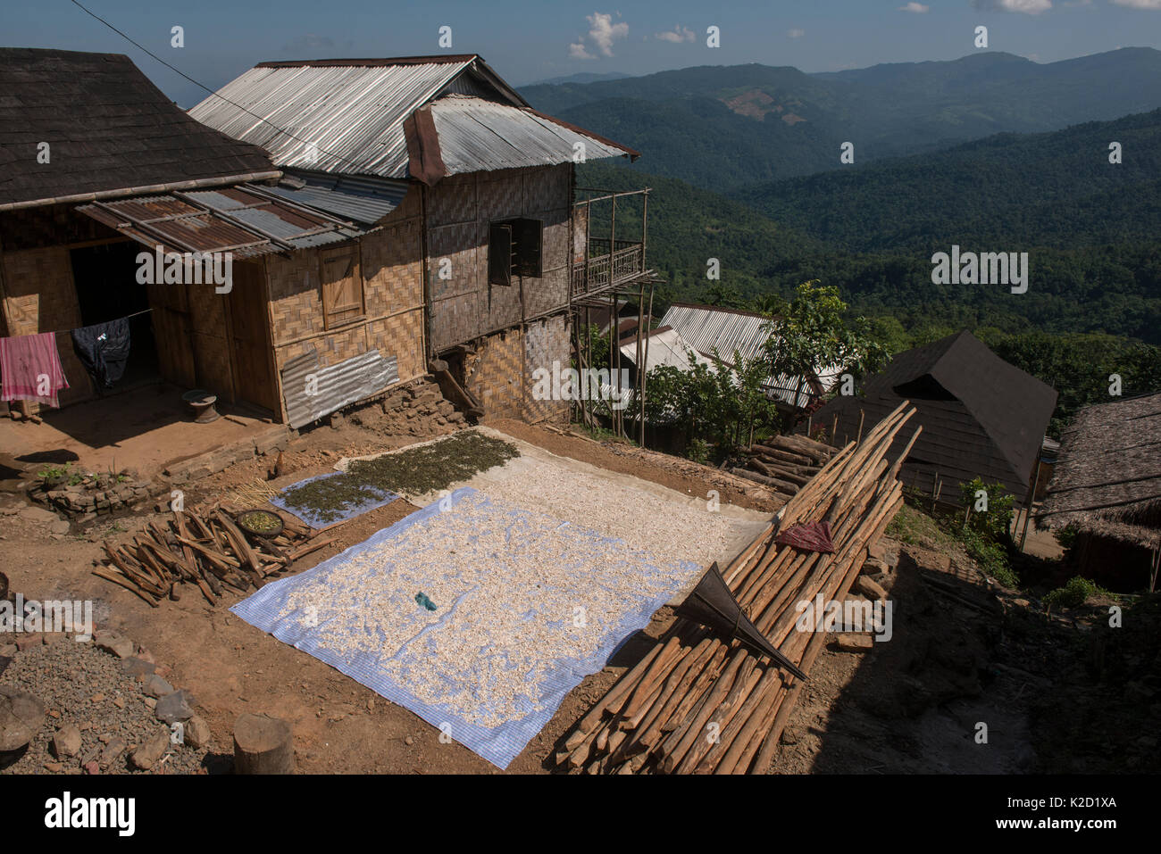 Das Trocknen von Pflanzen in Changa Naga Stamm, Dorf, Tuensang Bezirk. Nagaland, North East India, Oktober 2014. Stockfoto