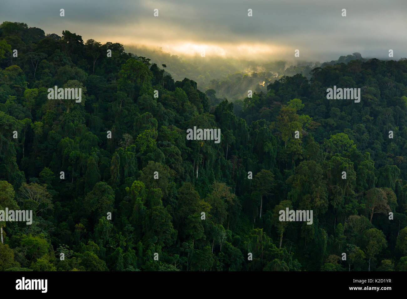 Corcovado Nationalpark, Halbinsel Osa, Provinz Puntarenas, Costa Rica. Stockfoto