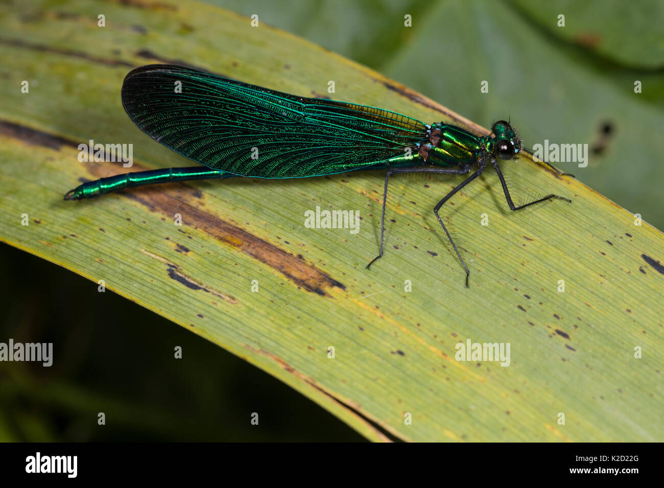 Reife männliche Schöne demoiselle damselfly, Calopteryx Virgo, Anzeigen iridiscent Blau-grüne Färbung auf Körper und Flügel Stockfoto