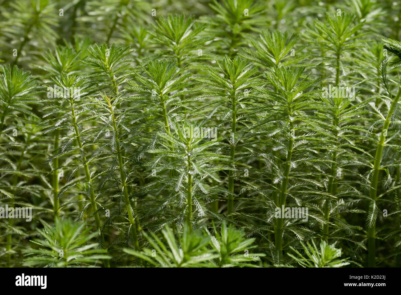 Emergent stammt der invasiven Aquatic Weed, Myriophyllum aquaticum, Feder Parrot's Stockfoto