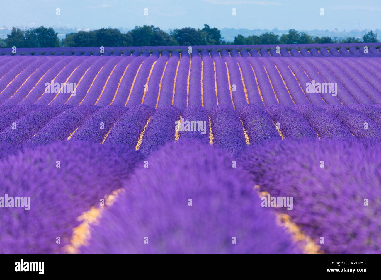 Lavendel (Lavandula angustifolia) Felder, das Plateau von Valensole, Alpes Haute Provence, Frankreich, Juni. Stockfoto