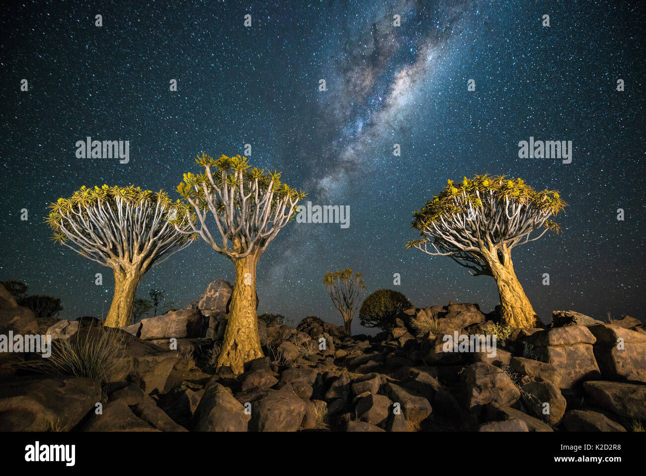 Köcherbaumwald (Aloe dichotoma) bei Nacht mit Sternen und der Milchstraße, Keetmanshoop, Namibia. Stockfoto