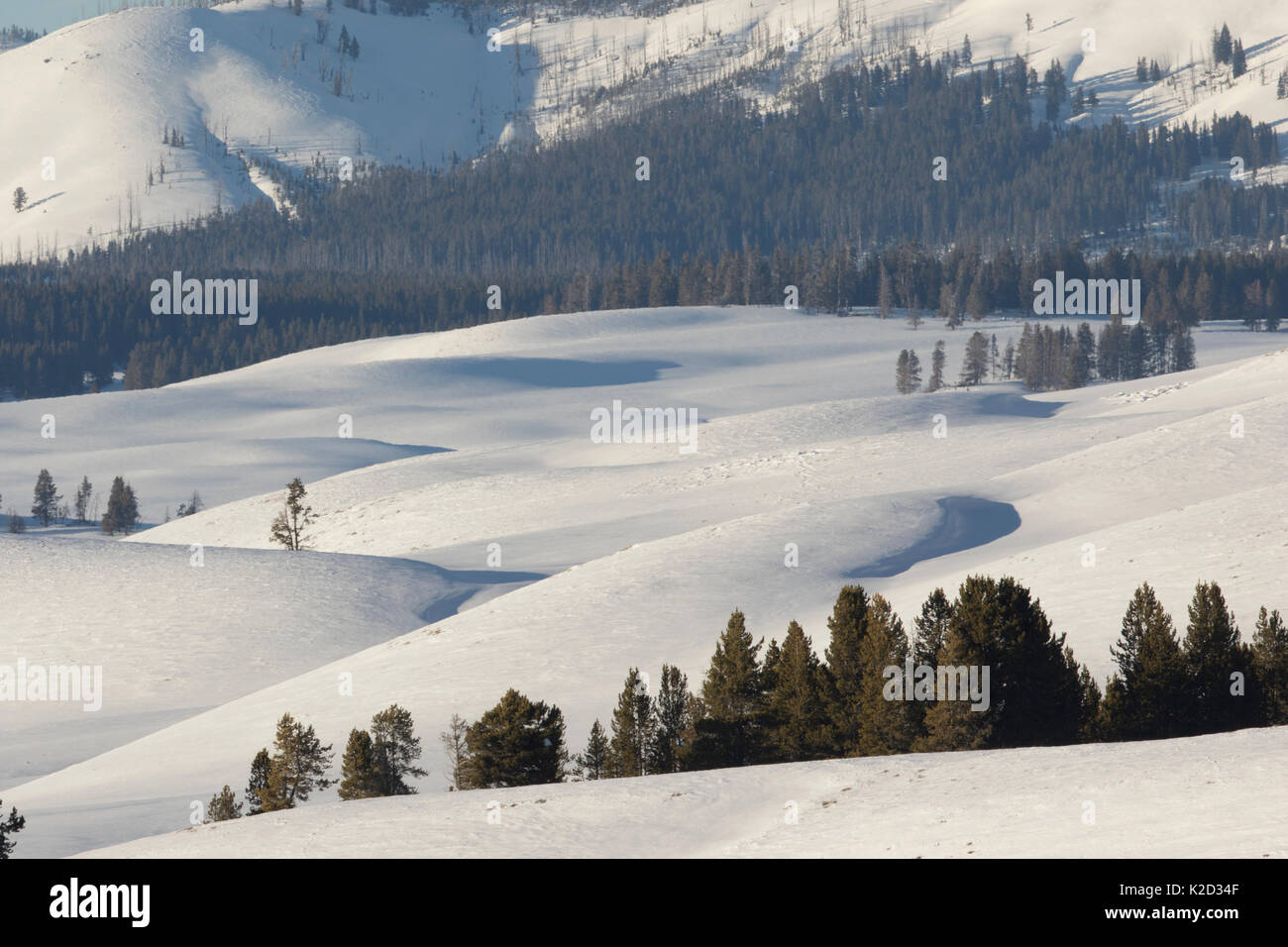 Verschneite Winterlandschaft im Yellowstone National Park, Wyoming, USA, Februar. Stockfoto