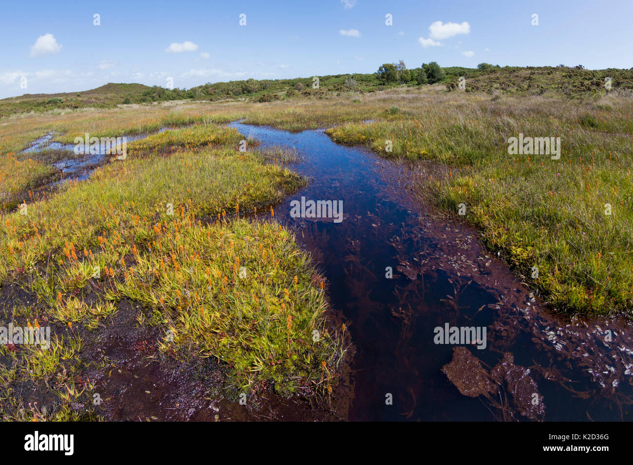 Stream läuft durch Moor, Heide Godlingston National Nature Reserve, Dorset, Großbritannien. August 2015. Stockfoto
