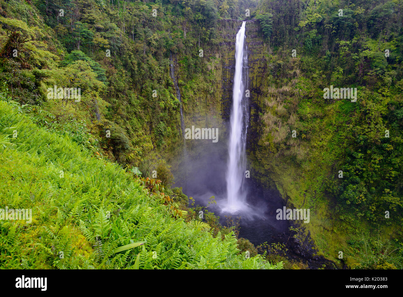 Akaka Falls (422 Fuß) von Vegetation, (von denen viele nicht-native) Akaka Falls State Park, Hawaii. Stockfoto