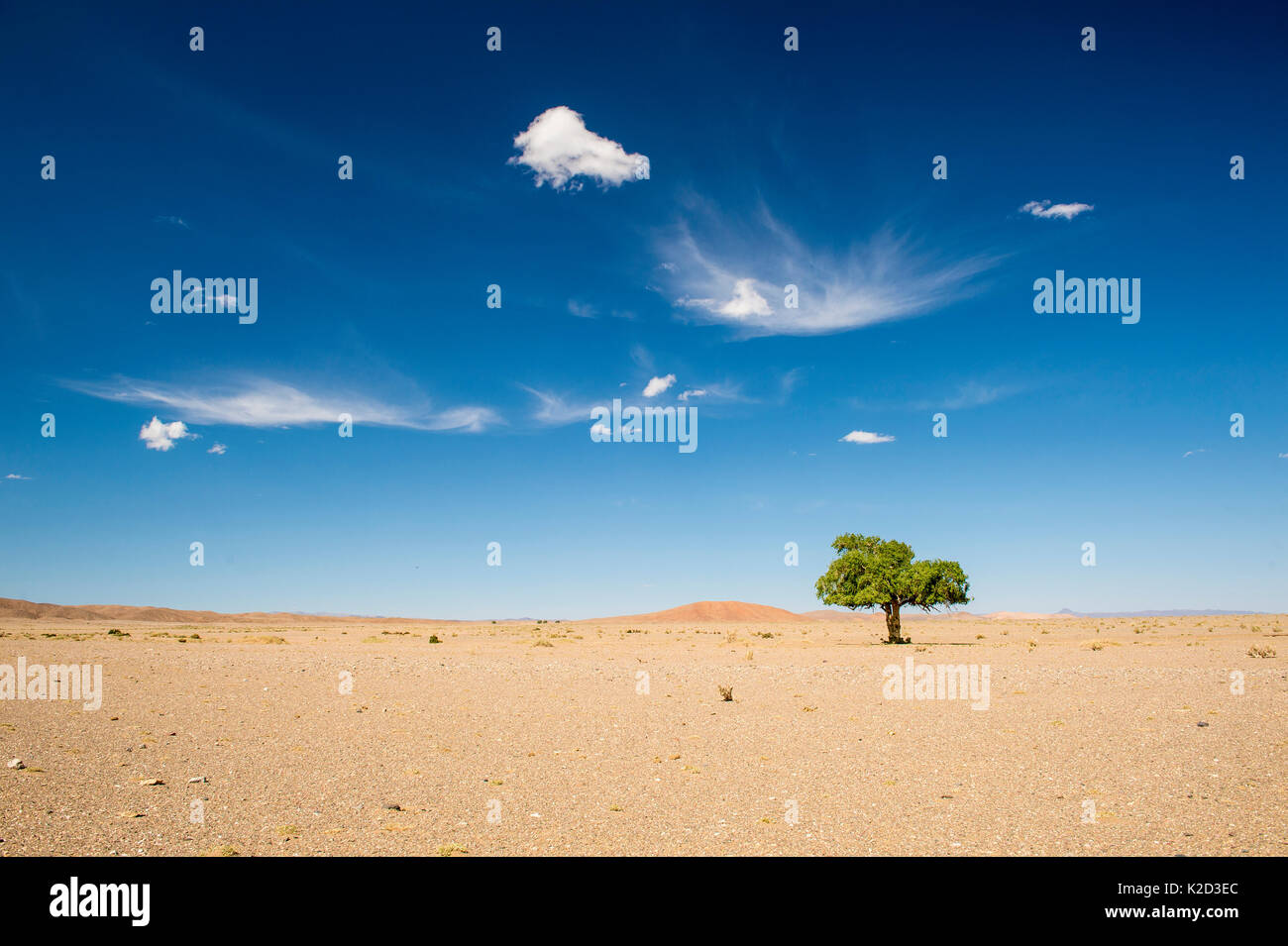 Ulme (Ulmus) in der Wüste Gobi, im Süden der Mongolei. Stockfoto