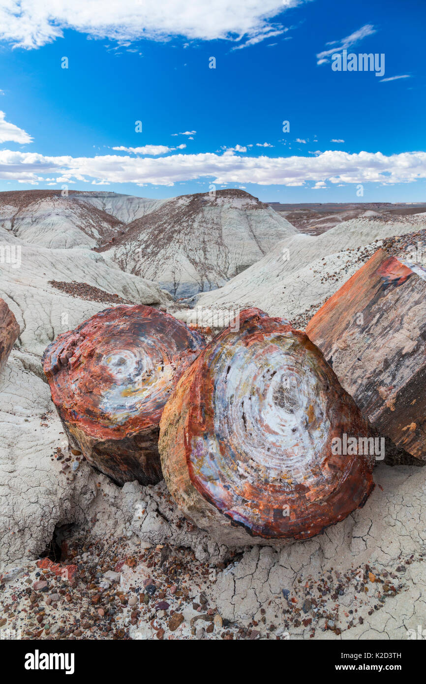 Stücke von versteinerte Bäume/Holz, Petrified Forest National Park, Arizona, USA, Februar 2015. Stockfoto