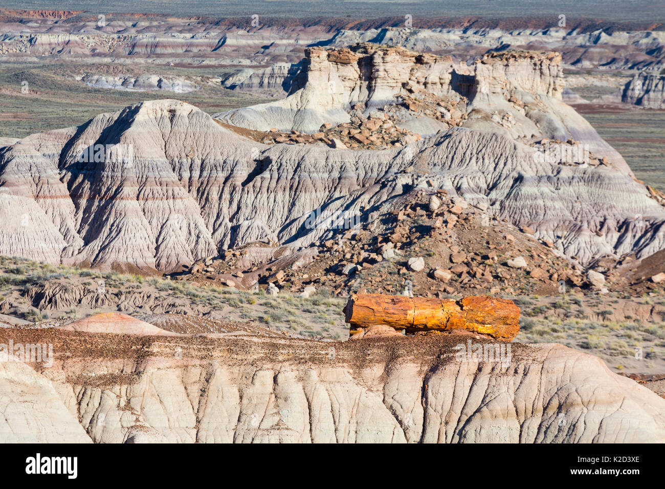 Versteinertes Holz in badlands Landschaft, Petrified Forest National Park, Arizona, USA, Februar 2015. Stockfoto