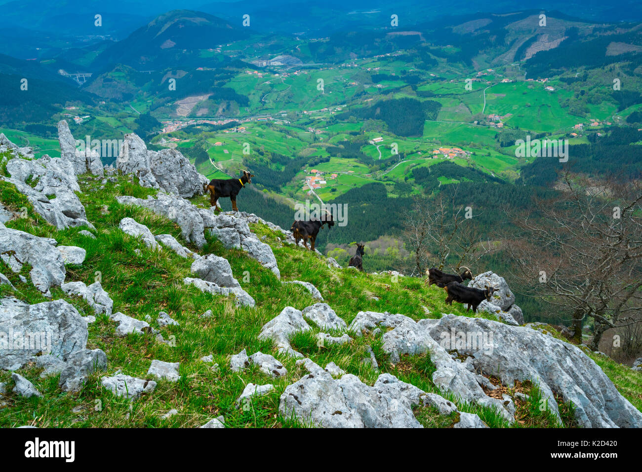 Hausziegen auf felsigen Hügel, orisol/Orixol Berg, Alava, Baskenland, Spanien, April 2015. Stockfoto