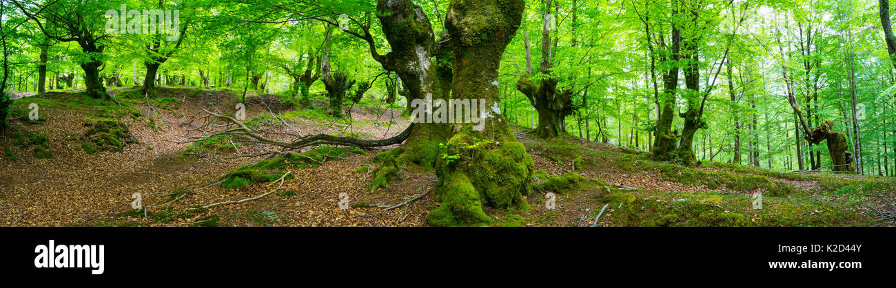 Buchenwälder, Haaretz Aizkorri Naturpark, Gipuzkoa, Baskenland, Spanien, Mai. Stockfoto