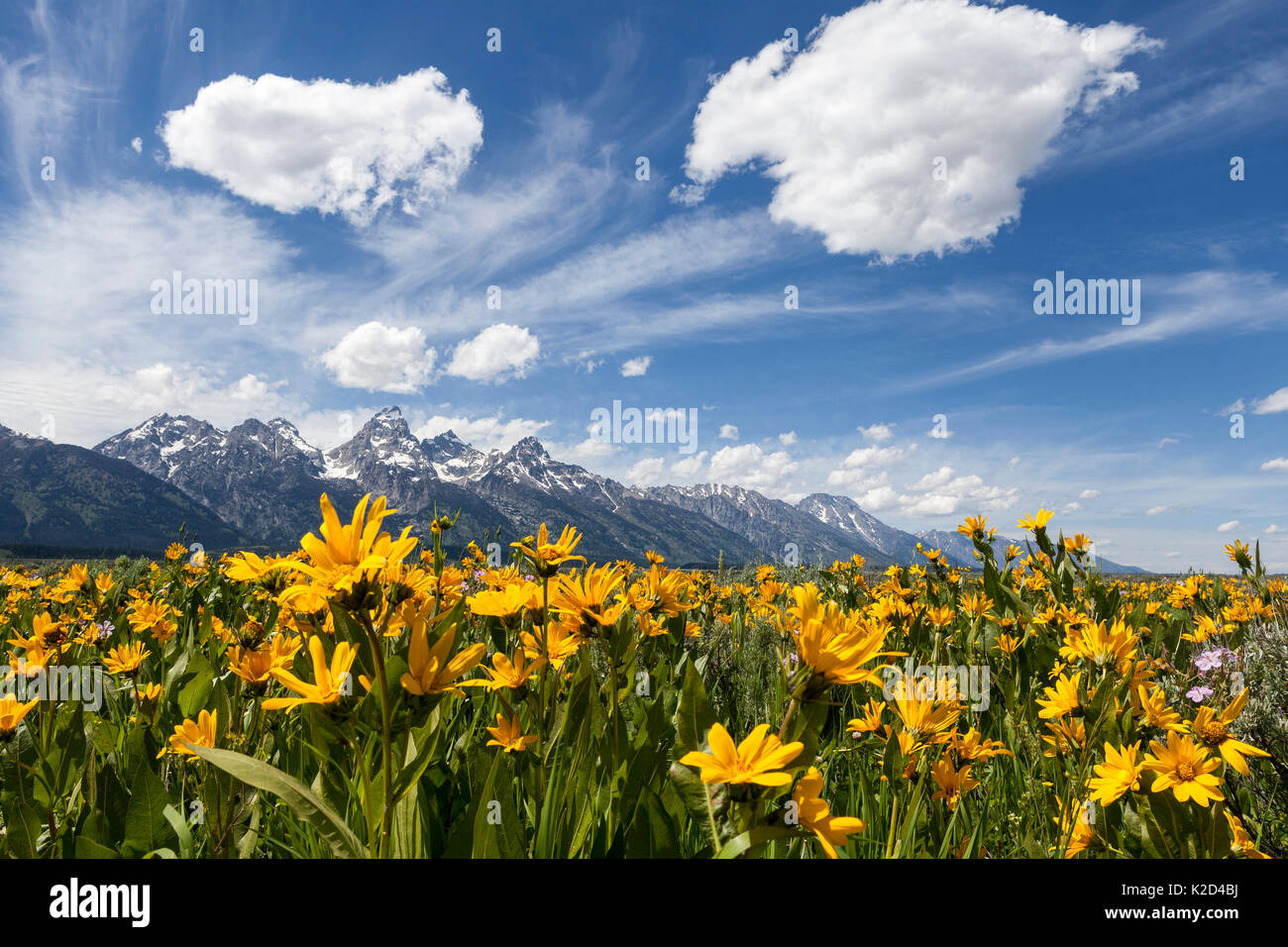 Balsamroot Blumen (Balsamorhiza sagittata) entlang der Antelope Flats Road mit Teton Bergkette im Hintergrund, Grand Teton National Park, Wyoming, USA, Juni. Stockfoto