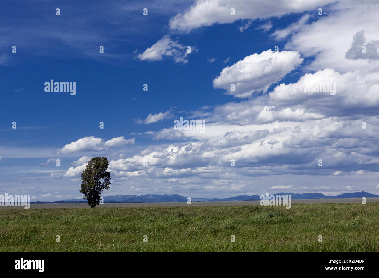 Einsamer Baum entlang Antelope Flats Road, Grand Teton National Park, Wyoming, USA, Juni. Stockfoto