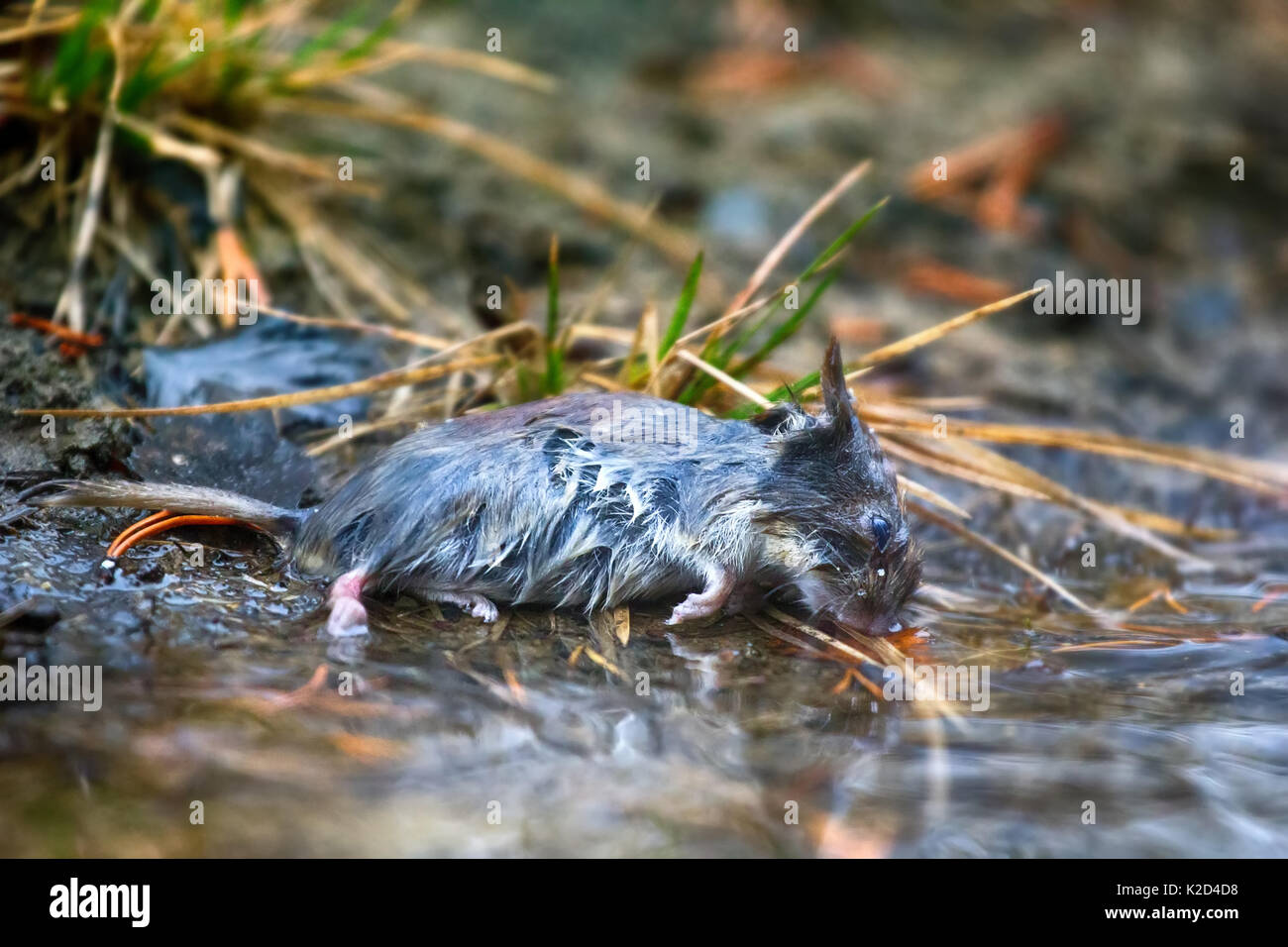 Maus im Frühjahr Überschwemmungen, tote Maus ertrunken. Grau-seitig Vole (Clethrionomys rufocanus) Stockfoto