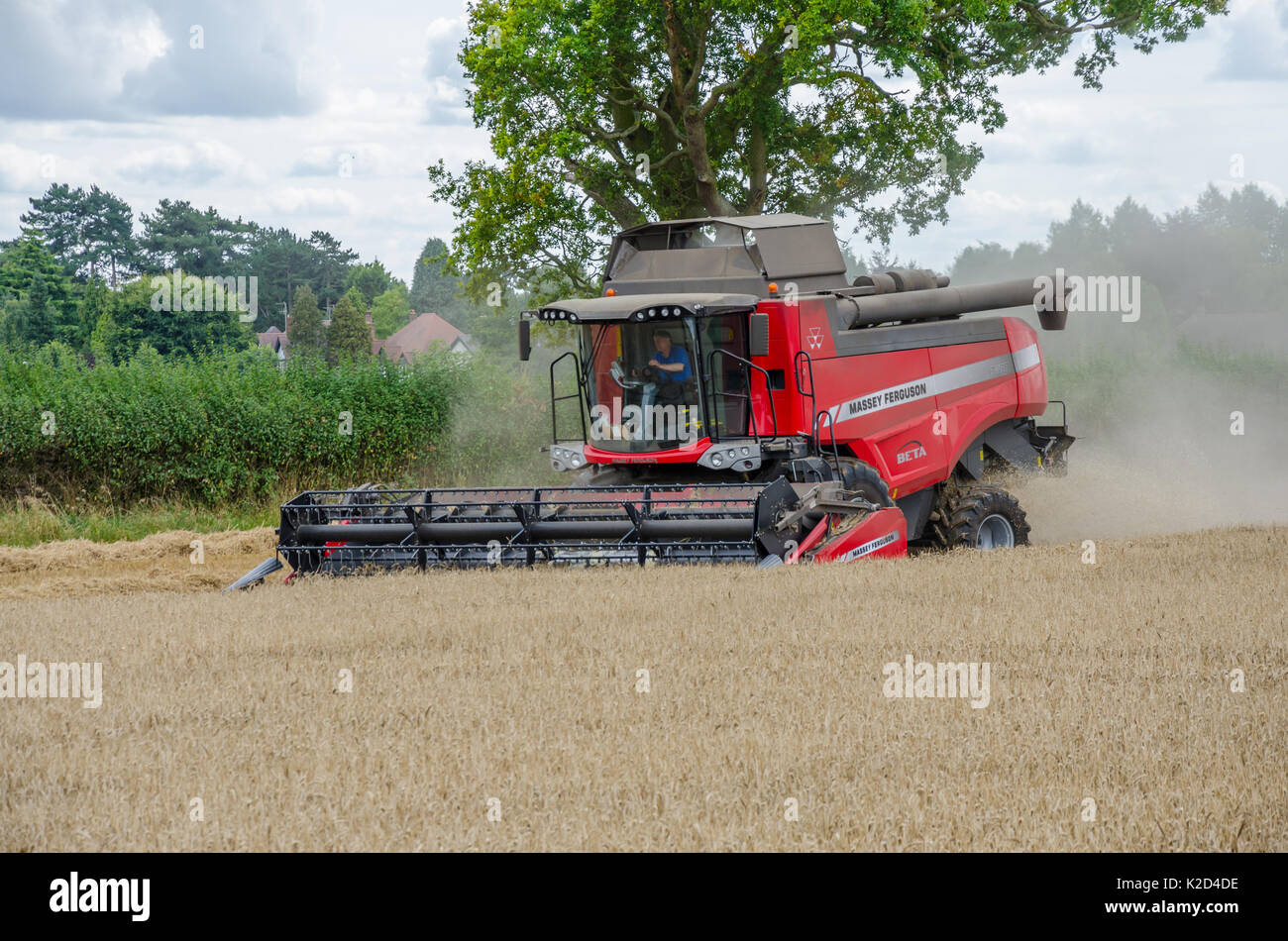 Ein Massey Ferguson Mähdrescher ernten Weizen in einem Feld. Stockfoto