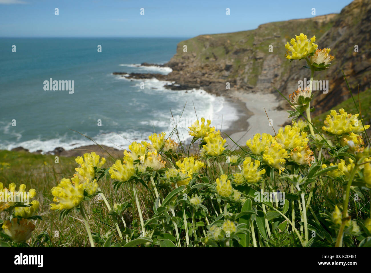 Niere Wicke (Anthyllis Vulneraria) am Absacken Klippe, Widemouth Bay, Cornwall, UK, Mai blühend. Stockfoto