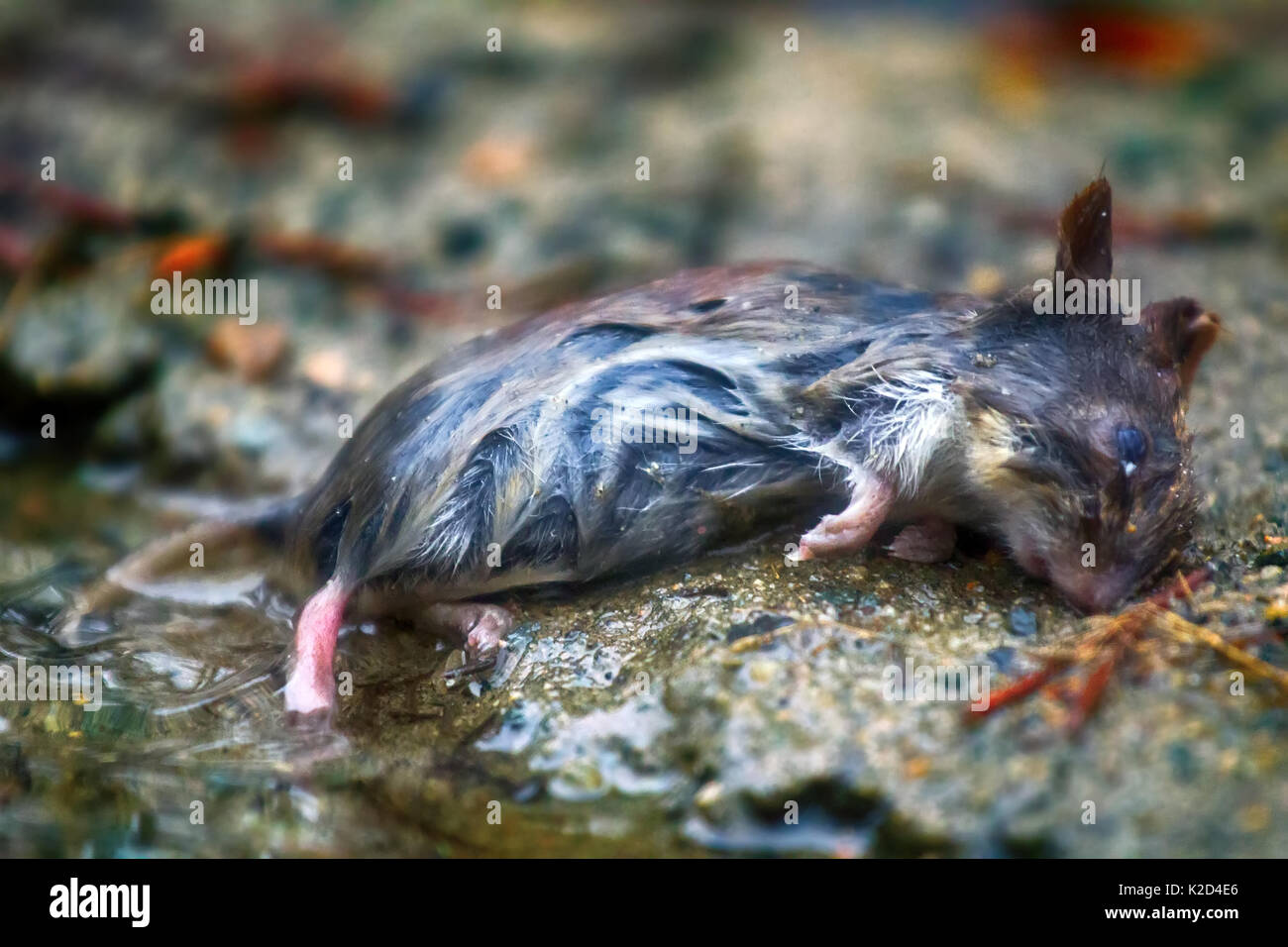 Maus im Frühjahr Überschwemmungen, tote Maus ertrunken. Grau-seitig Vole (Clethrionomys rufocanus) Stockfoto