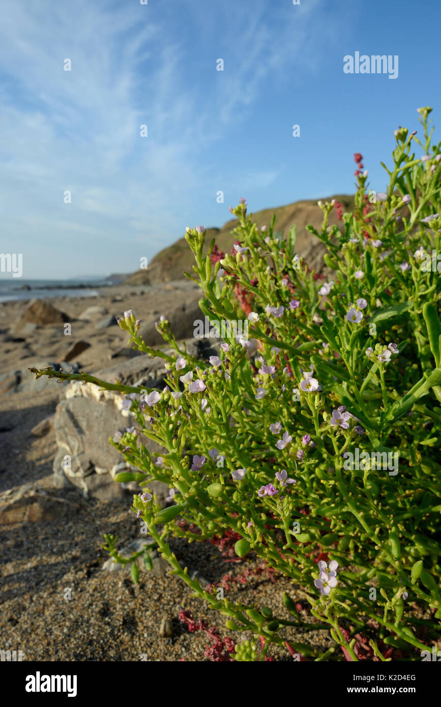 Meer-Rakete (Cakile maritima) Klumpen Blüte hoch auf einem Sandstrand, in der Nähe von Bude, Cornwall, UK, September. Stockfoto