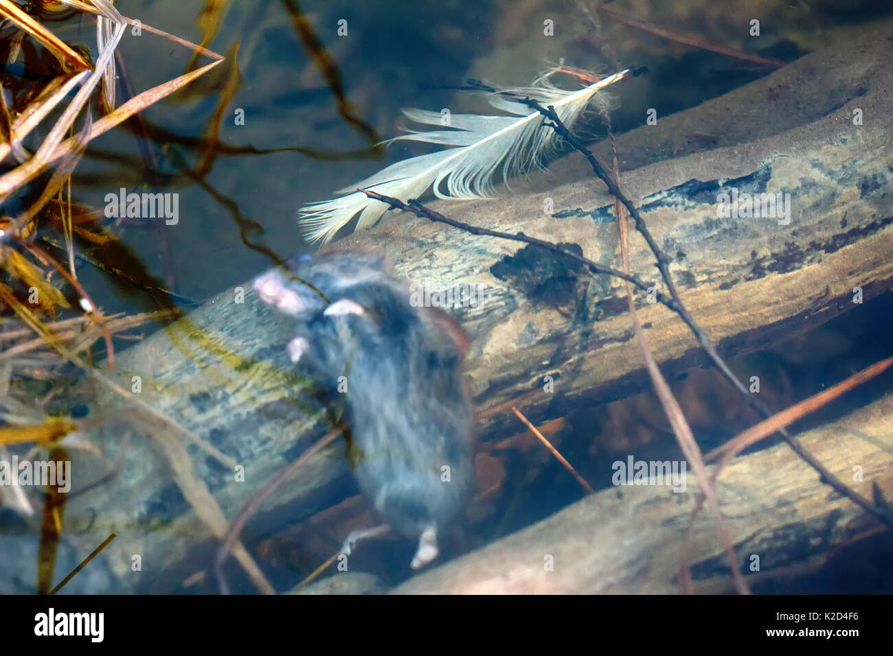 Maus im Frühjahr Überschwemmungen, tote Maus ertrunken. Grau-seitig Vole (Clethrionomys rufocanus) unter Wasser auf überschwemmten Brücke Stockfoto