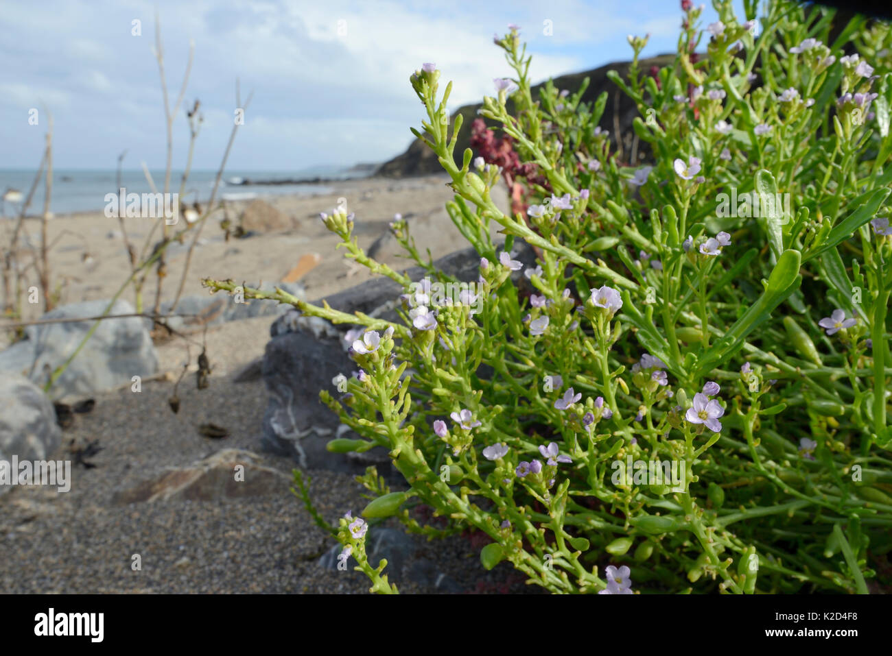 Meer-Rakete (Cakile maritima) Klumpen Blüte hoch auf einem Sandstrand, in der Nähe von Bude, Cornwall, UK, September. Stockfoto