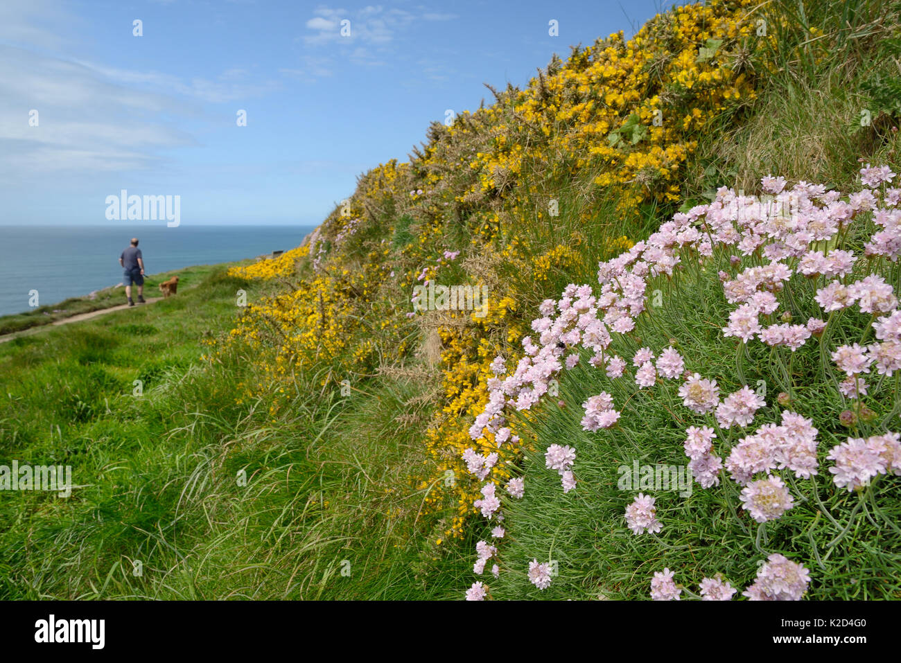 Meer Sparsamkeit (Armeria maritima) und Gemeinsame Stechginster (Ulex europaeus) Blühende auf einer alten Mauer neben einer Klippe Pfad mit ein Mann, ein Hund, Widemouth Bay, Cornwall, UK, Mai. Stockfoto