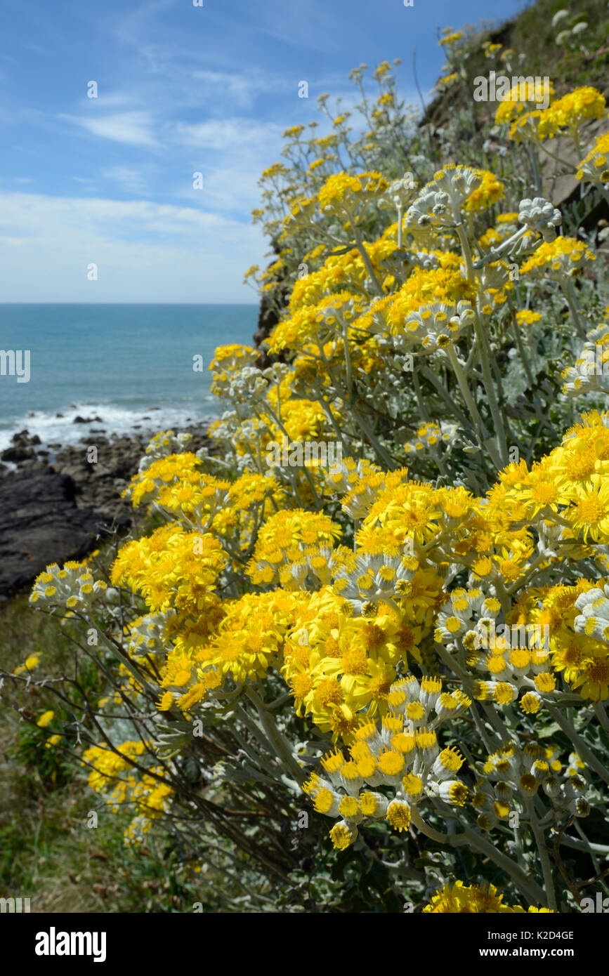 Silber ragwort/Dusty Miller (Maculata maritima/Senecio zinerarie), eine mediterrane Arten Einbürgerung auf britische Küsten, blühen auf eine Felswand, Widemouth Bay, Cornwall, UK, Juni. Stockfoto