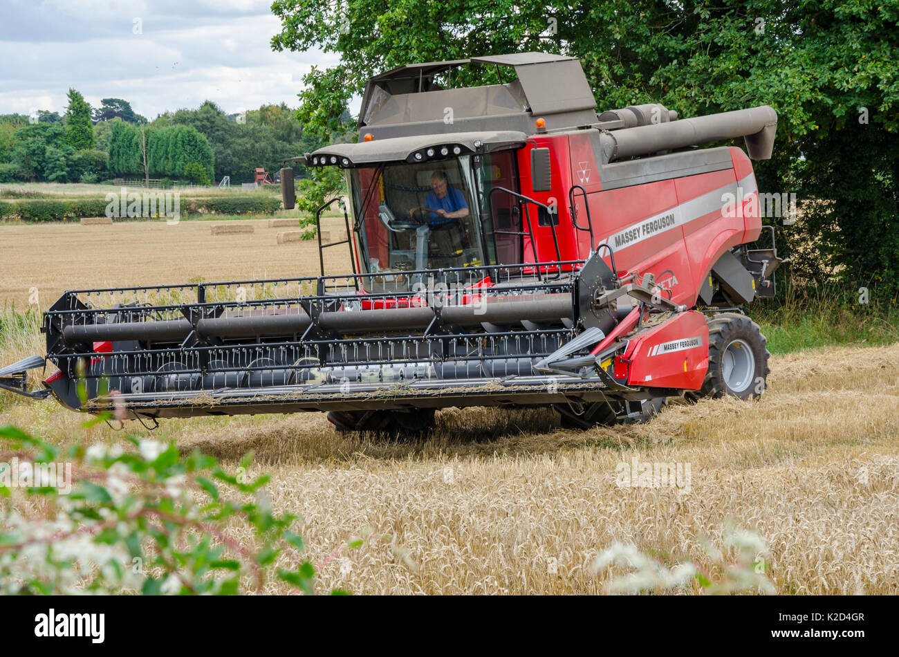 Ein Massey Ferguson Mähdrescher ernten Weizen in einem Feld. Stockfoto