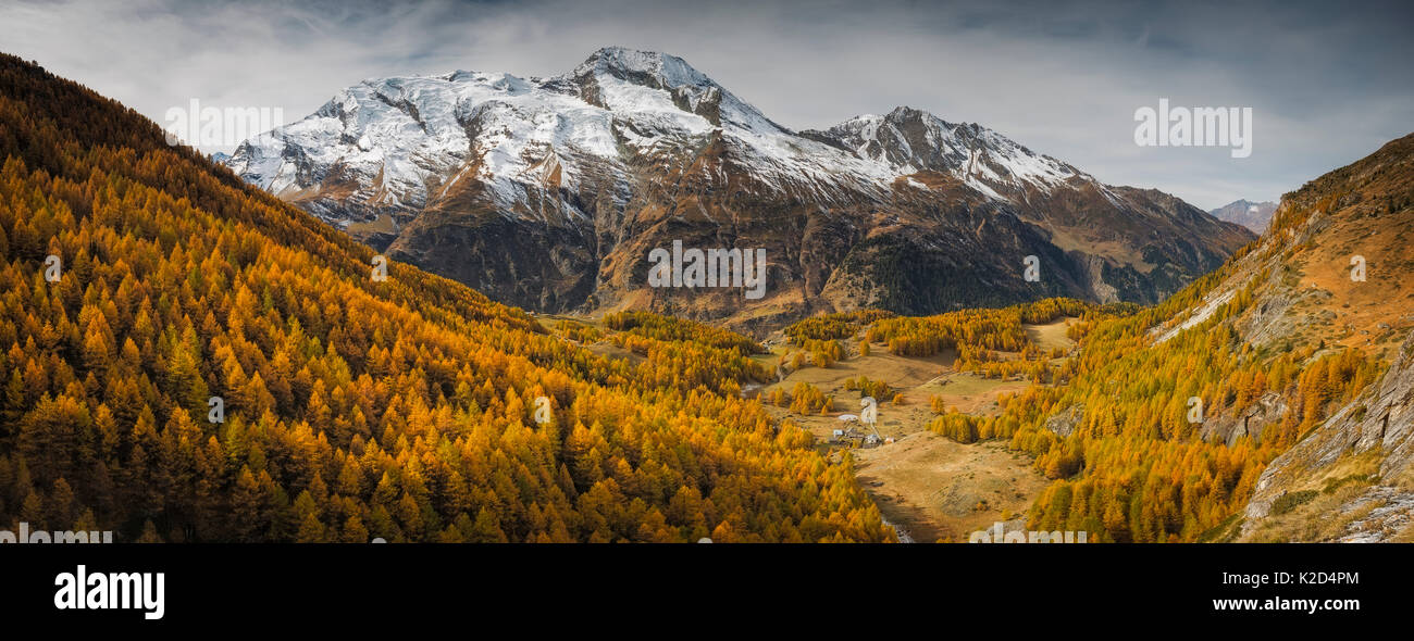 Panoramablick auf Le Mont Pourri, mit Europäische Lärche (Larix decidua) Wald, Le Monal Nationalpark Vanoise, Savoie, Frankreich, Oktober 2015. Stockfoto