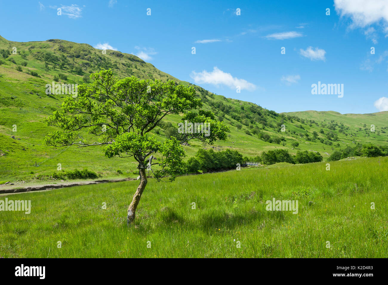 Erlen (Alnus glutinosa) im Glen Finglas, West Dumbartonshire, Schottland, Großbritannien, Juli. Stockfoto