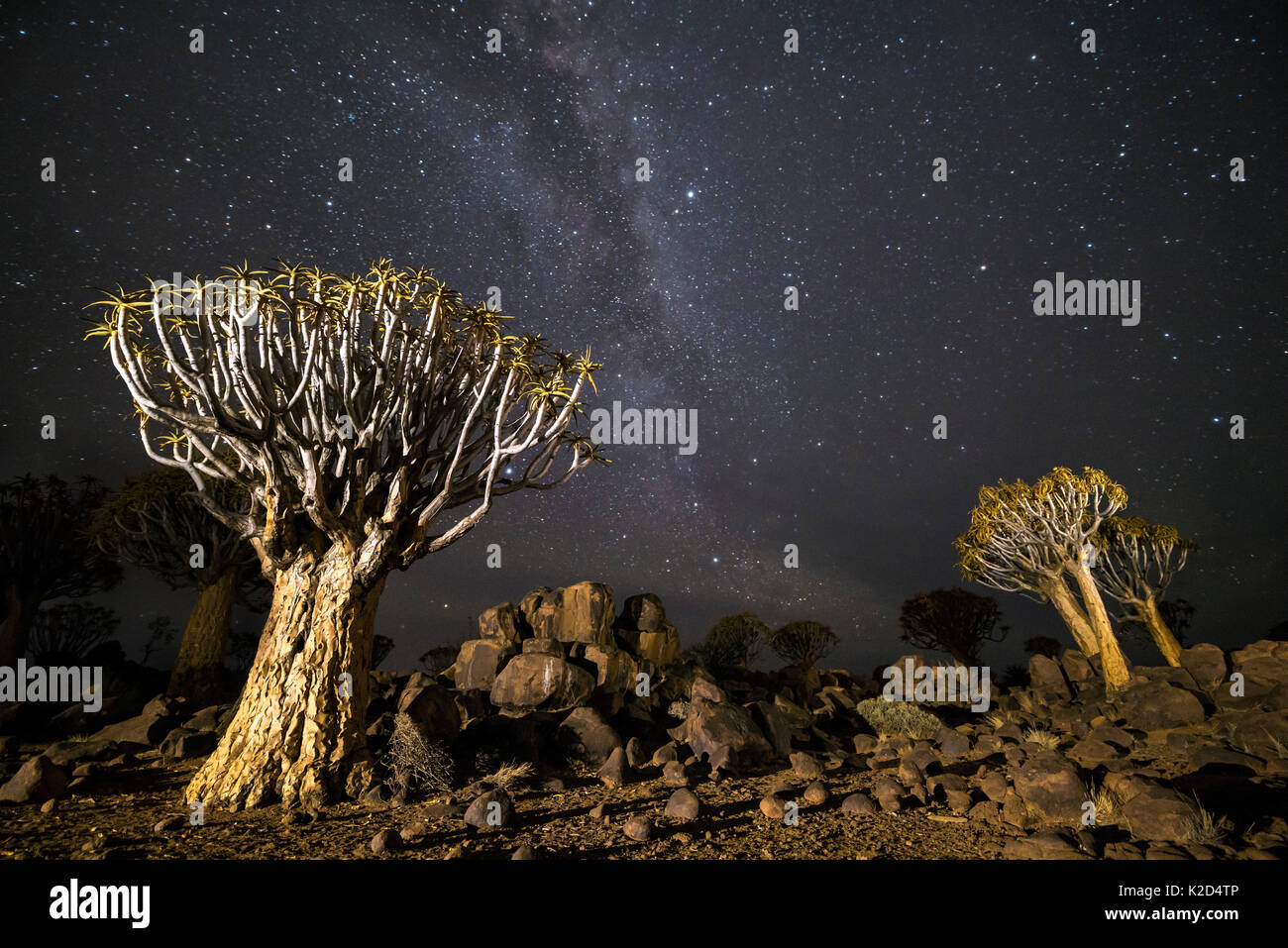Köcherbäume (Aloe dichotoma) mit der Milchstraße nachts, Keetmanshoop, Namibia. Stockfoto