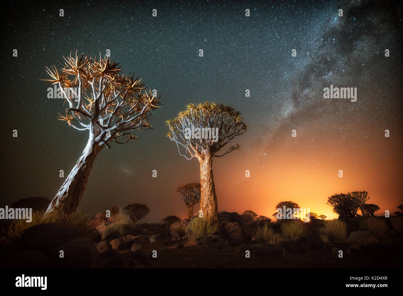 Der Köcherbaum (Aloe dichotoma) mit der Milchstraße in der Nacht, und Lichtverschmutzung von Stadt, Keetmanshoop, Namibia. Farben digital akzentuiert. Stockfoto