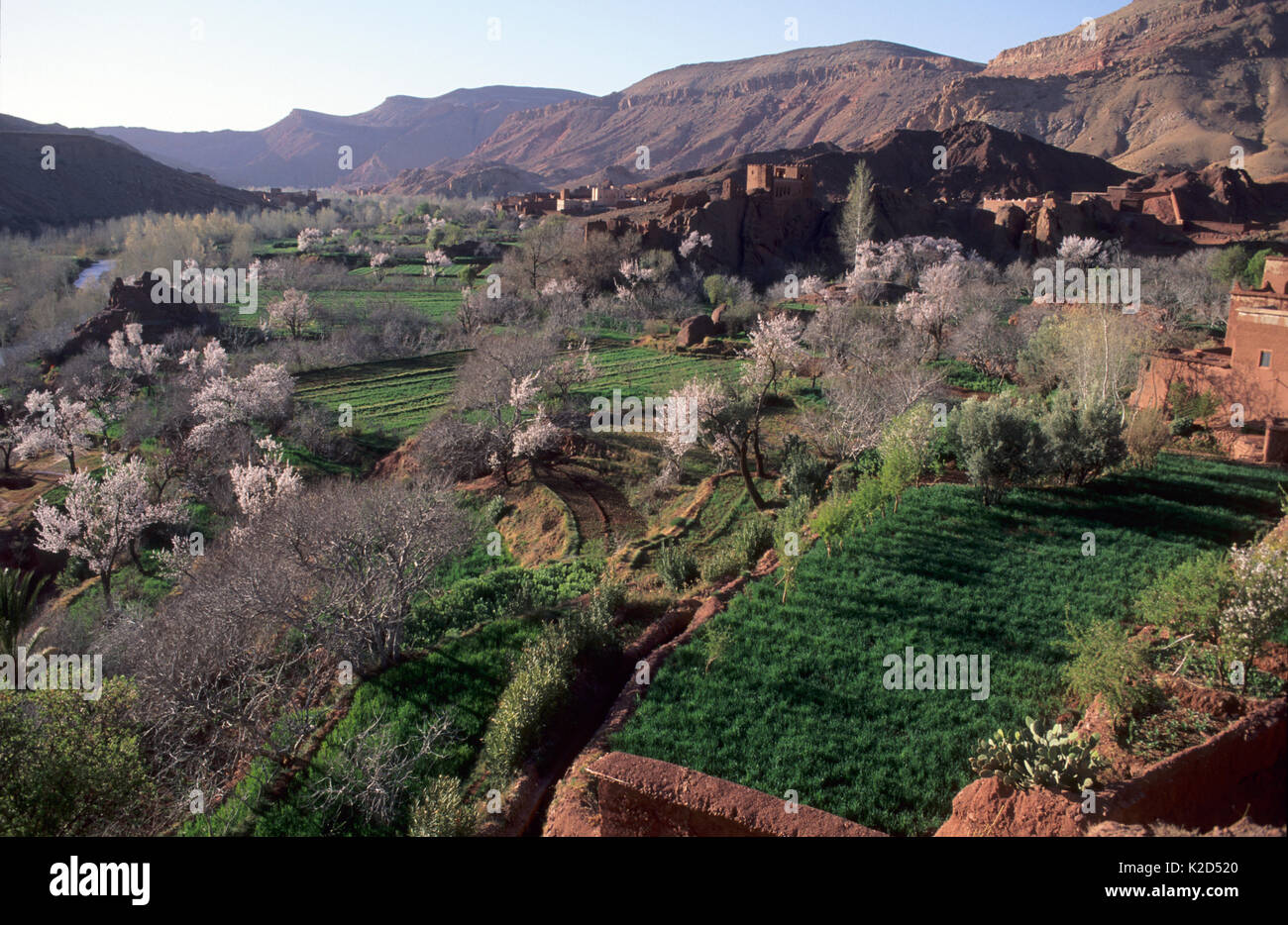 Blick auf landwirtschaftlichen Flächen einschließlich der blühenden Obstgärten und ein Dorf des Dades Tal, Hohen Atlas, Marokko. Stockfoto