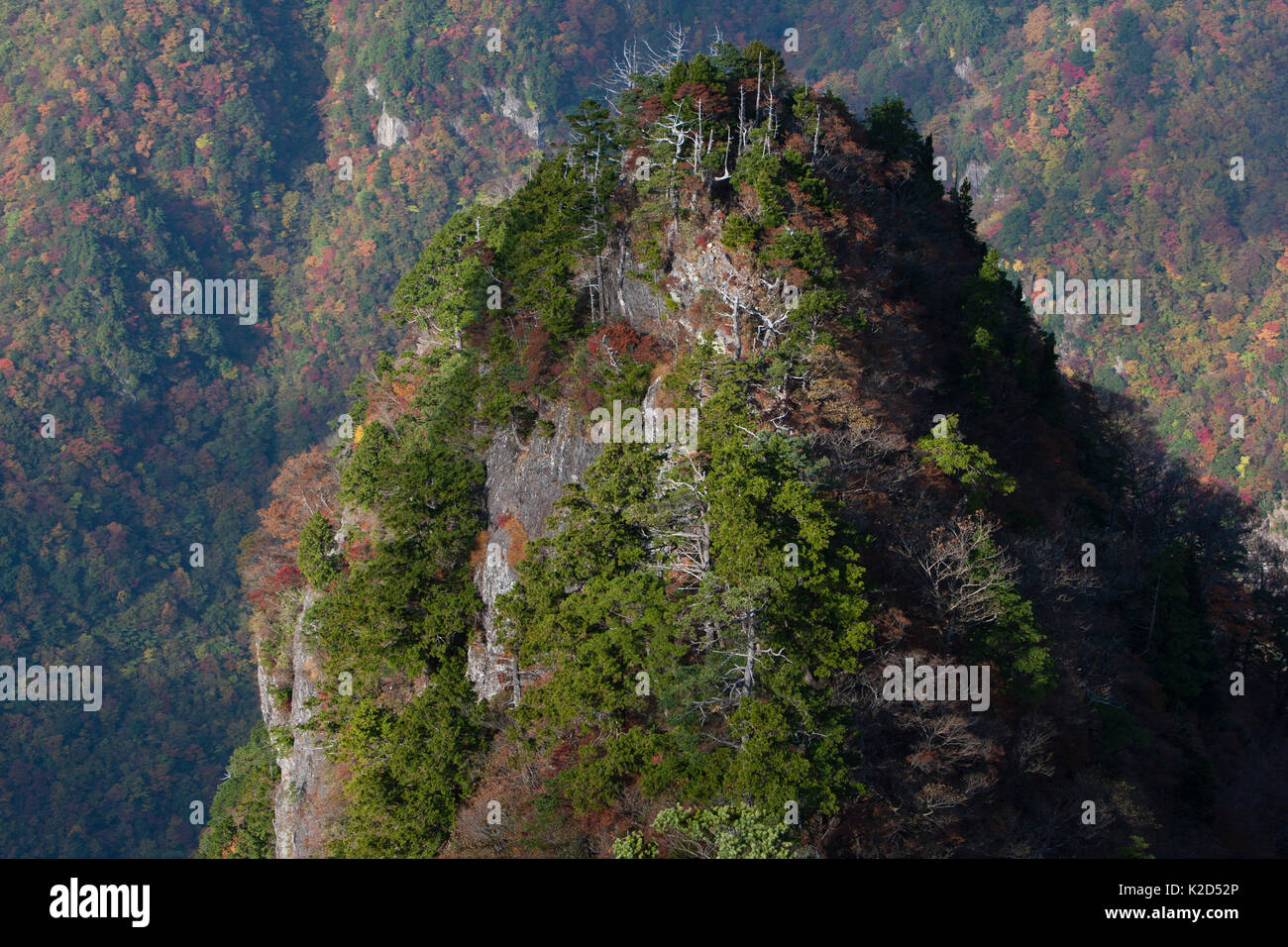 Odaigahara Berg, wo die Kumano Kodo Pilgerweg führt durch, Yoshino-Kumano Nationalpark, Kansai Region, Japan, November 2008. Stockfoto