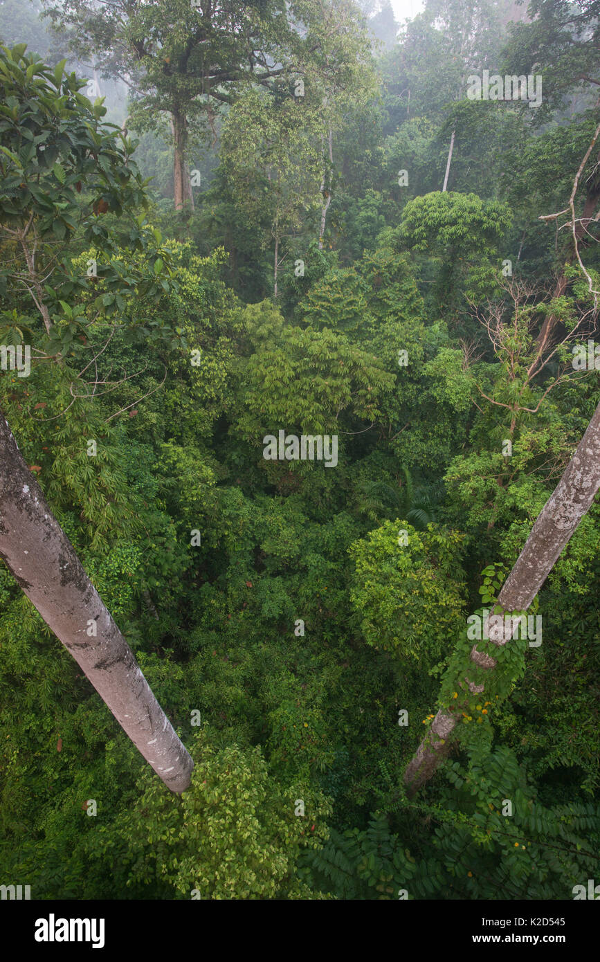 Tropischer Regenwald Blick von Canopy Walkway. Danum Valley, Sabah, Borneo. Stockfoto