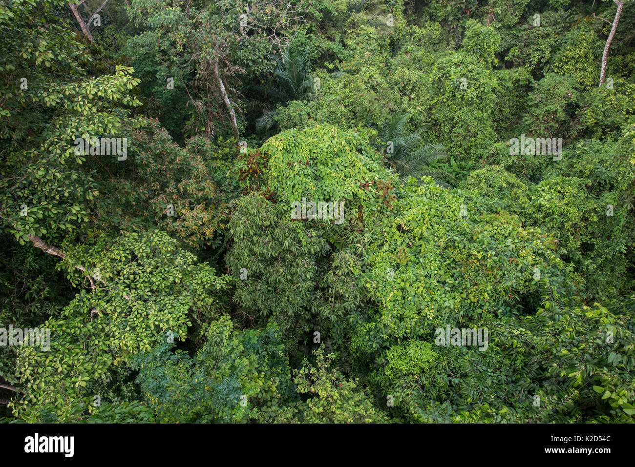Tropischer Regenwald Blick von Canopy Walkway. Danum Valley, Sabah, Borneo, September 2015 Stockfoto