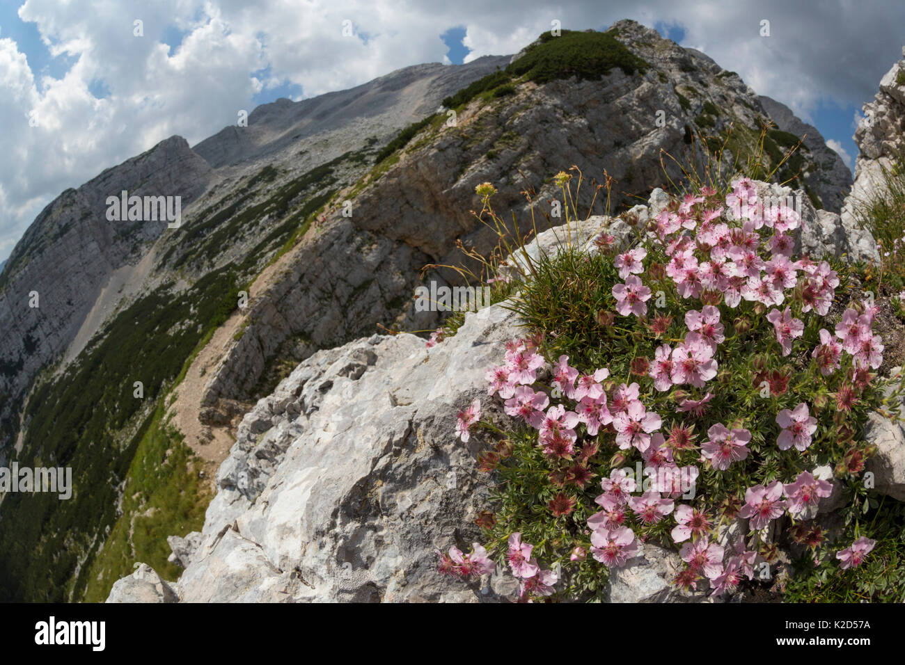 Rosa cinquefoil (potentilla Nitida) wachsen auf mountianside. Nationalpark Triglav, Julain Alpen, Slowenien. Juli 2015. Stockfoto