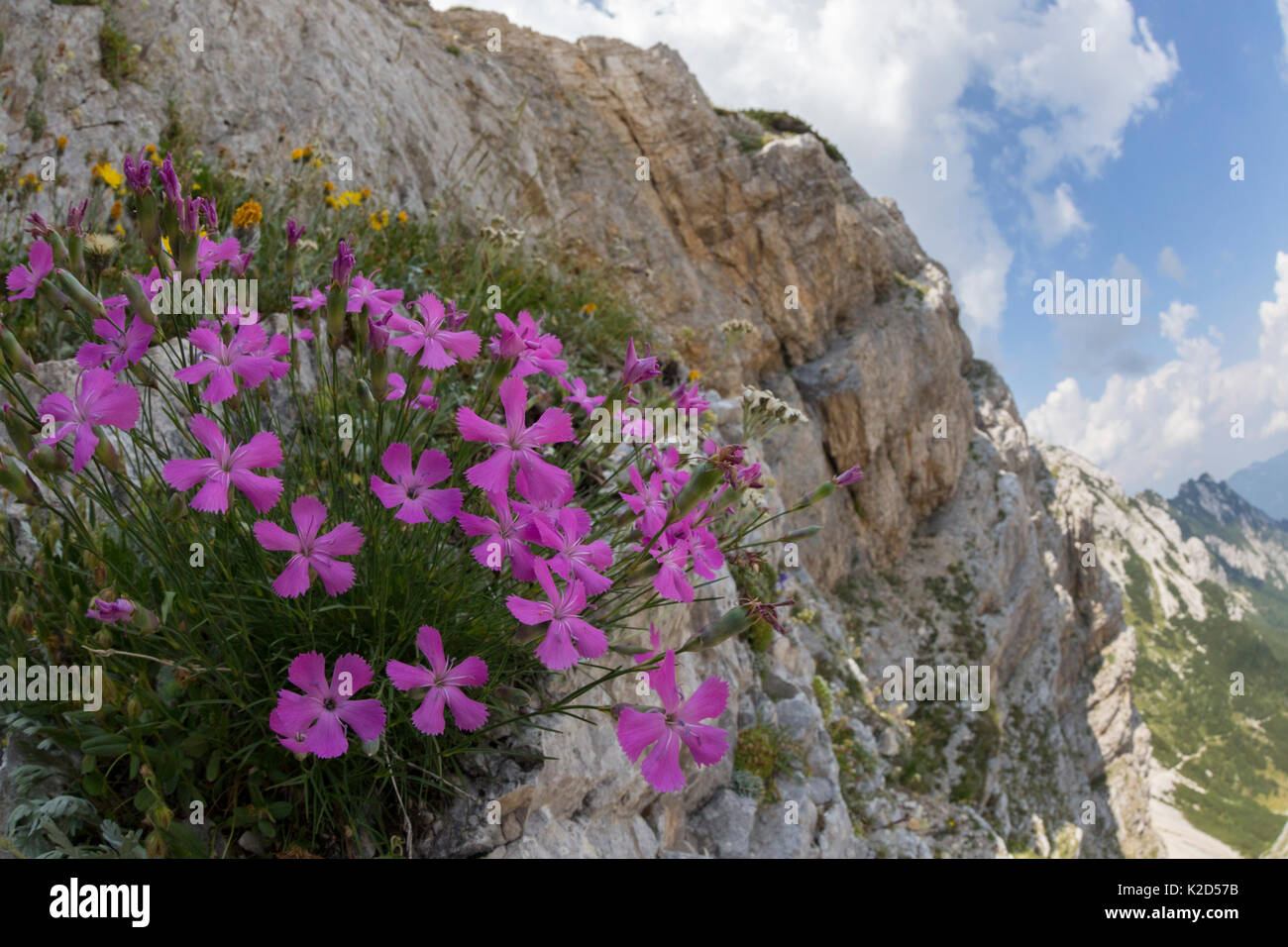 Wald rosa (Dianthus sylvestris) wachsen auf Kalkfelsen. Nationalpark Triglav, Julische Alpen, Slowenien. Juli. Stockfoto