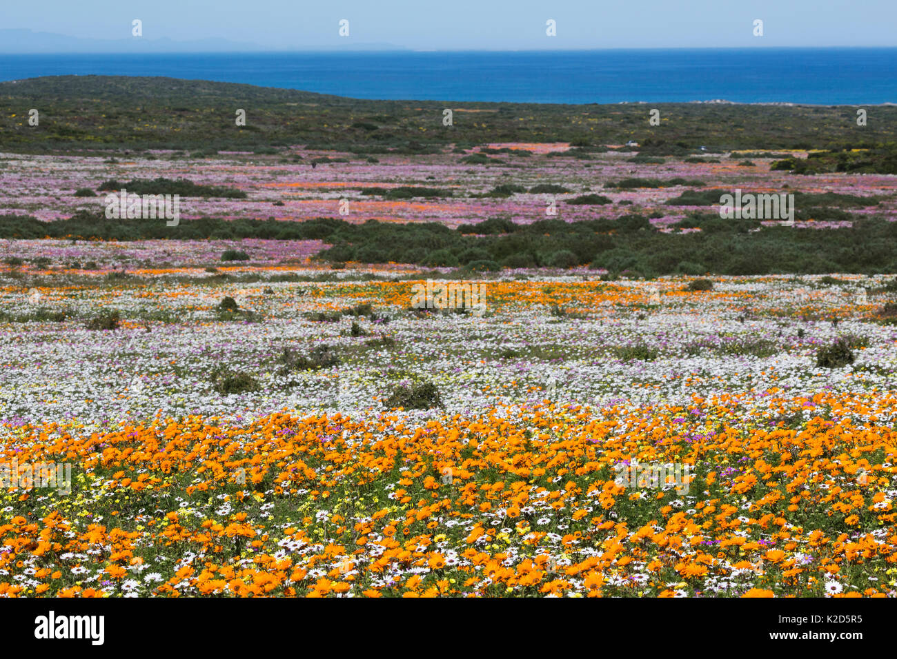 Frühling wilde Blumen, Postberg abschnitt, West Coast National Park, Western Cape, Südafrika, September 2015 Stockfoto