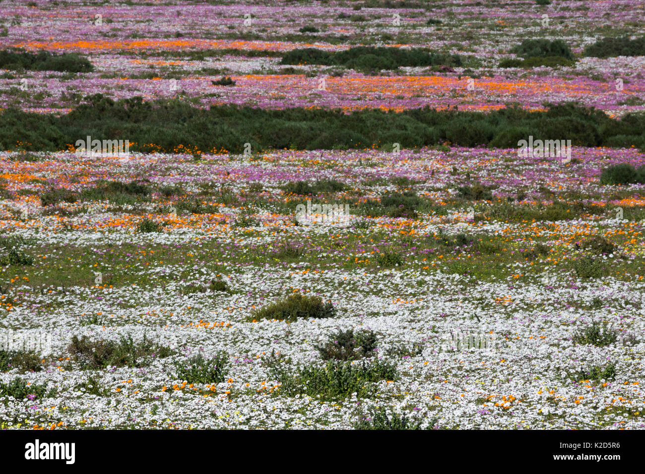 Frühling wilde Blumen, Postberg abschnitt, West Coast National Park, Western Cape, Südafrika, September 2015 Stockfoto