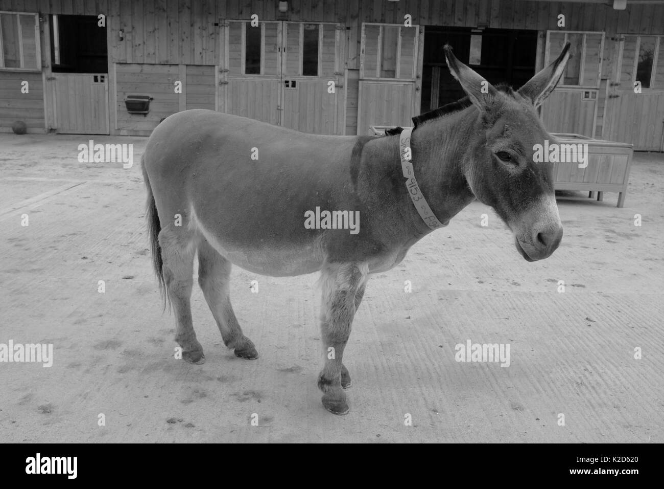 Ein einsamer gerettet Esel steht ruhig in der stabilen Paddock Stockfoto