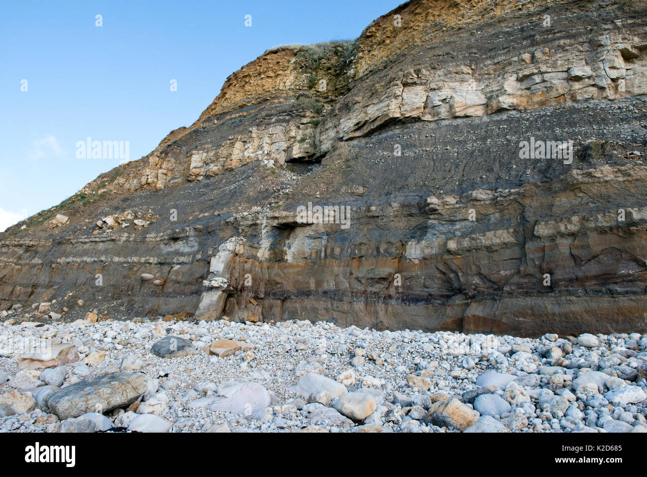 Für eine Aufnahme von der Jurazeit, Bencliff Grit an Osmington Mühlen, Dorset. Die Sandsteine zur Unterseite des Felsen sind braun eingefärbt durch das Vorhandensein von Kohlenwasserstoffen (Öl). Diese Öl sickert ausgelöst, der Erforschung und der Entwicklung der nahe gelegenen Bauernhof Wytch Ölfeld. August 2012 Stockfoto